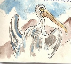 Pelican... 