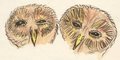 Two small owls