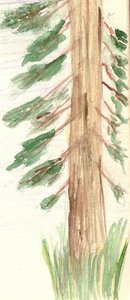 German fir tree