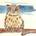 Small wed owl
