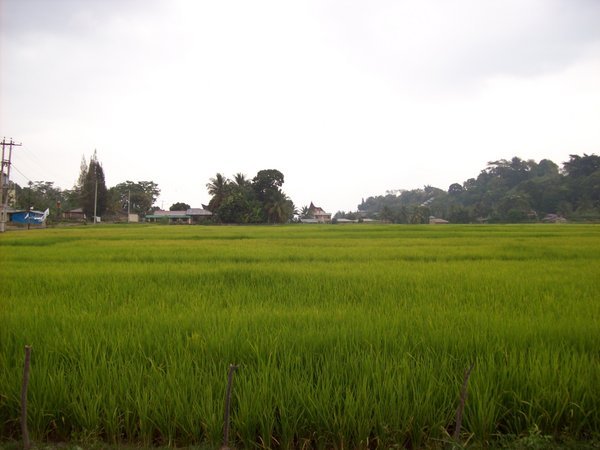 a rice paddy
