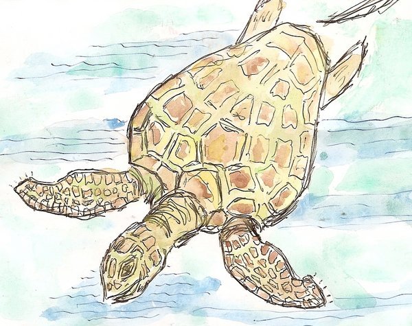 Galpagos turtle