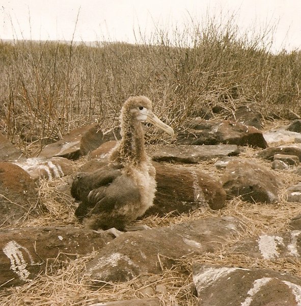 Albatros chick