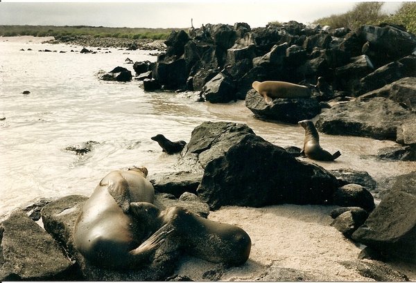 resting sea lions