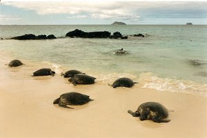 Tortoises on the beach