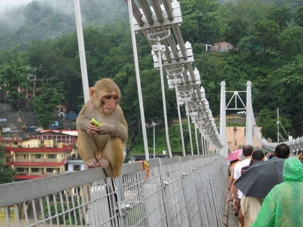 More monkeys on the suspension brigde crossing the river.