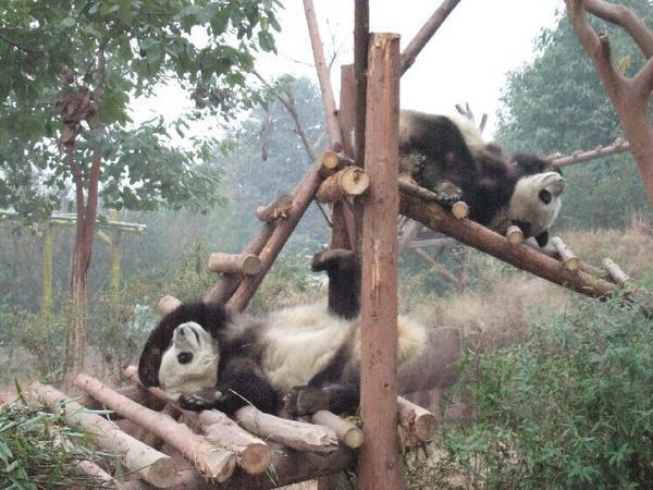 Panda propaganda 3, Chengdu
