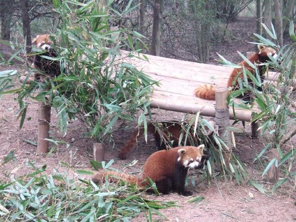 Red Pandas, Chengdu