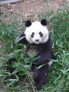 Panda propaganda 2, Chengdu