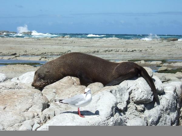 Seal n sea faring friend