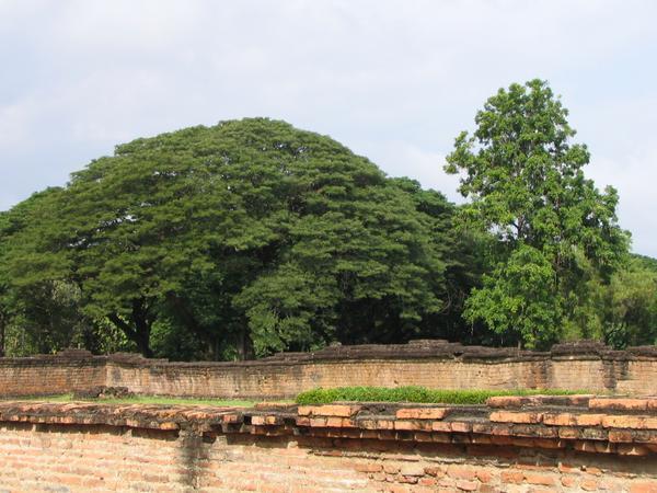 Tree at Wat Si Sawai 