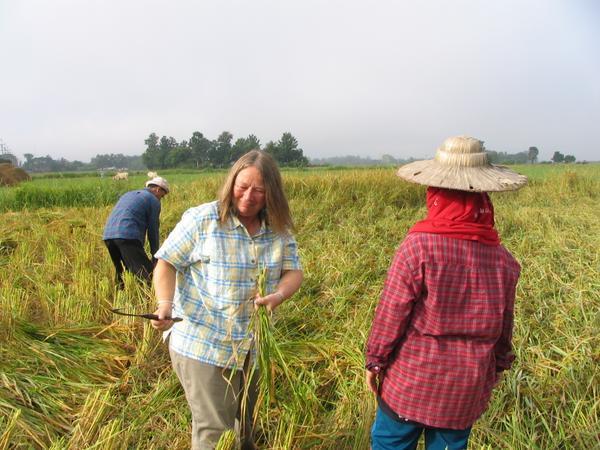 Nancy in the Rice Field