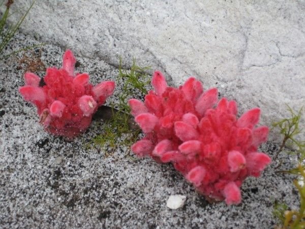 Unidentified red cactus