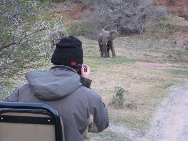 Viewing elephant