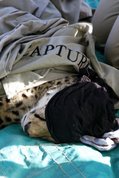 Cheetah capture 10