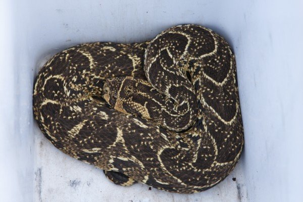 Puff adder ready to be released