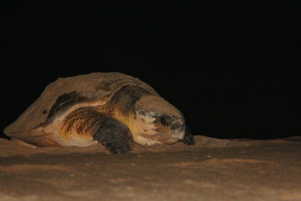 On the way to the sea after laying