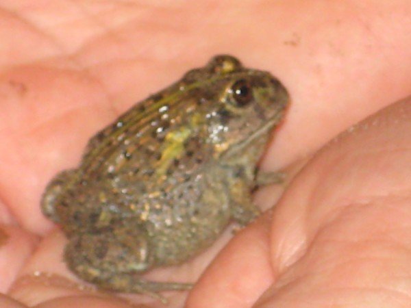 Juvenile gian bullfrog