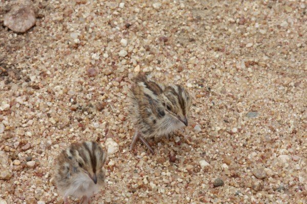 Baby button quails