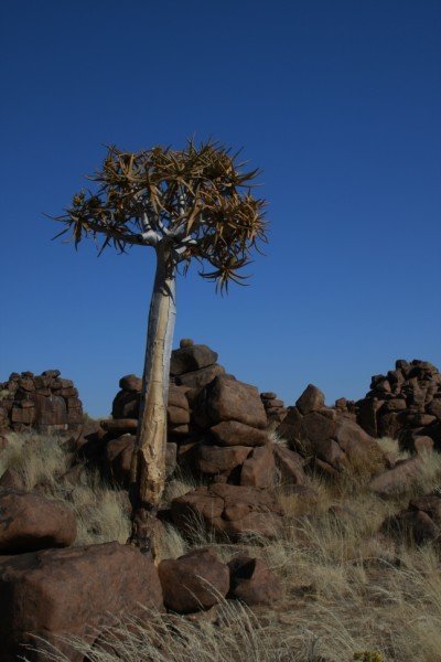 Quiver Tree Rock