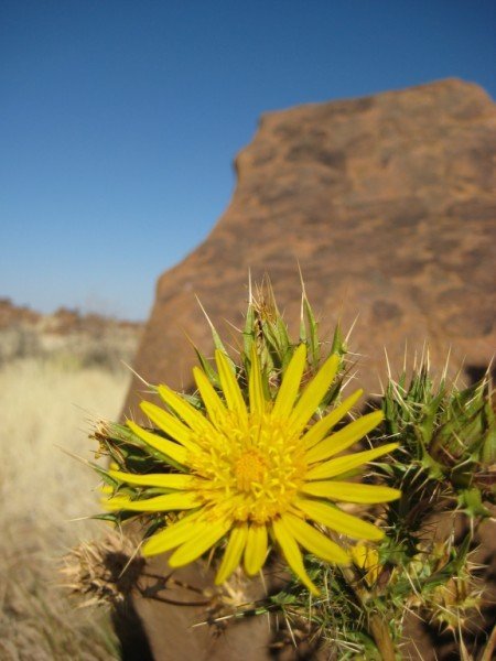 Desert Flowers 1