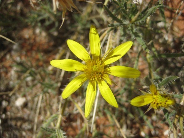 14 - Desert Flowers