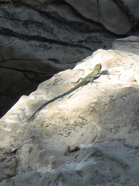 Sunbathing native of Hvar