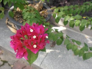 Pretty Flower
