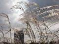 Tall grasses in the sun