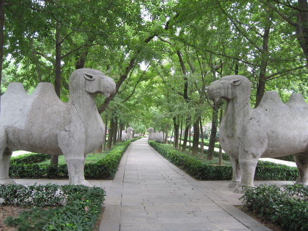 Camels guard walkway