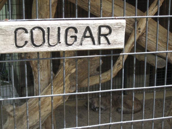 Cougar at Zollman Zoo