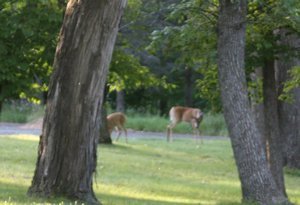 Deer in park