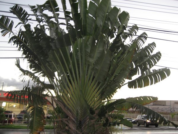 Love these palms!