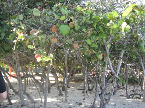 Bushes near beach