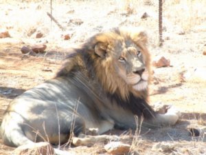 Lion breeding project