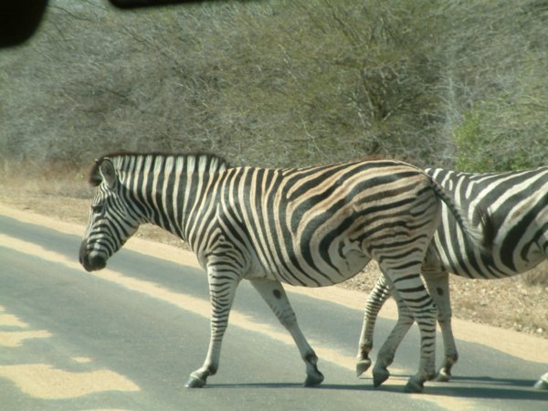 Zebra crossing! 