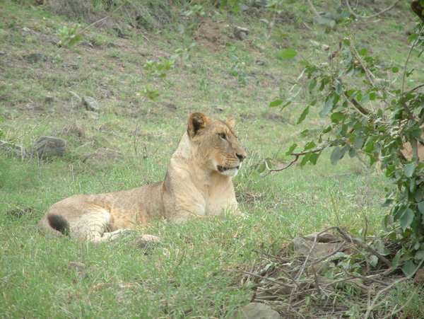 Lion at Nakuru NP