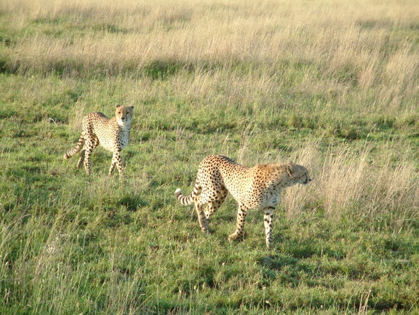 Cheetahs - Serengeti