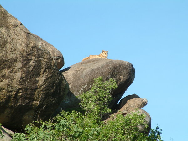 Simba on Pride Rock