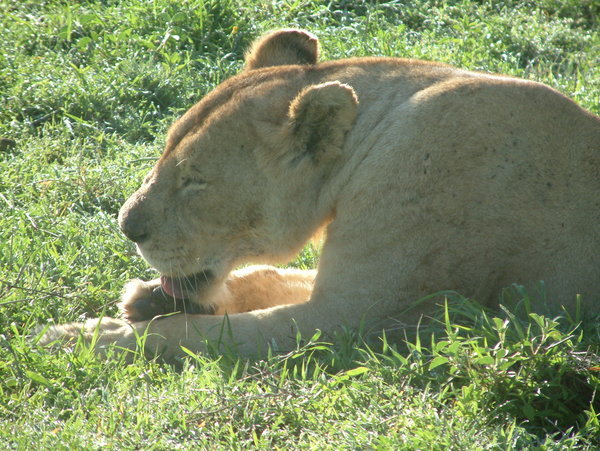 Lion at Ngorongoro Crater