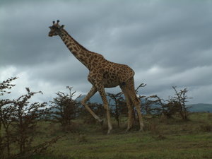 Giraffe - Serengeti