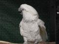 Mollucan Cockatoo