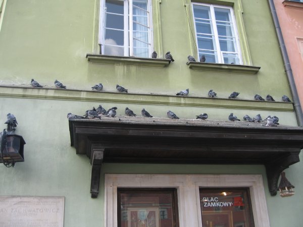 pigeons! lots of them. 