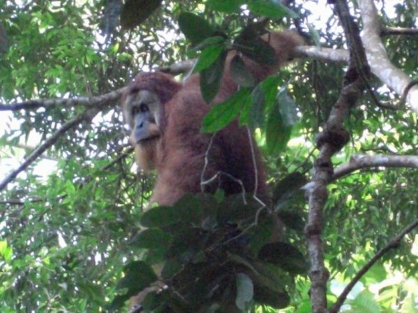 Wild male orang-utan, Bukit Lawang