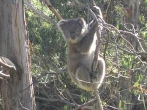 Wild koala on the Great Ocean Road, Victoria