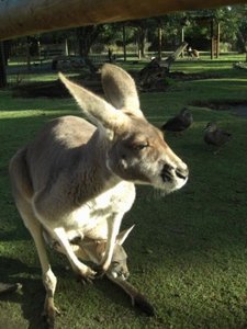 Kangaroo and Joey in Caversham Wildlife Park, Perth