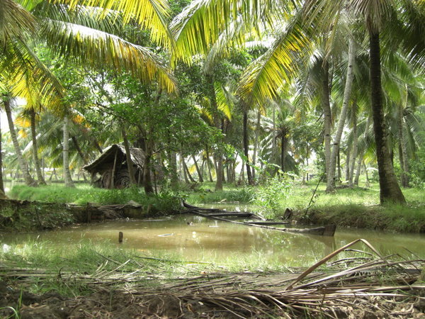 Keralan backwaters around Kollam