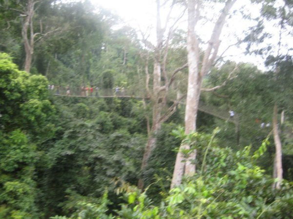 wider view of canopy walk