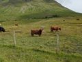 Highland cattle dark red