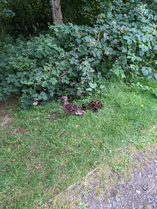 duck family and I are out for a morning walk